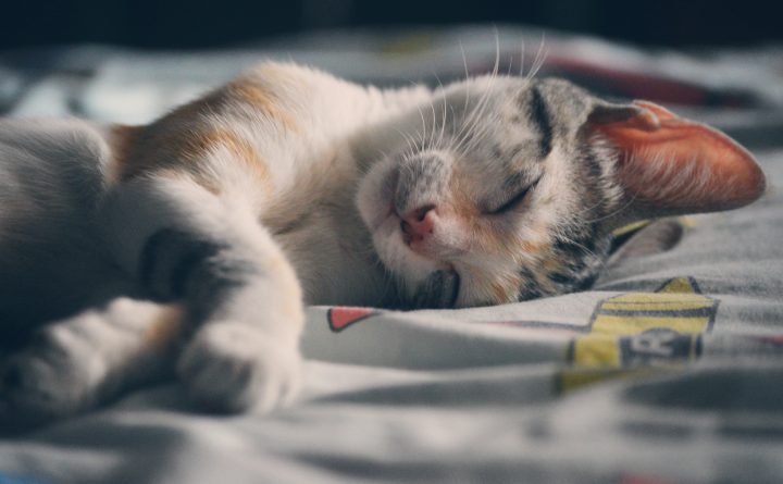Kattenvoer