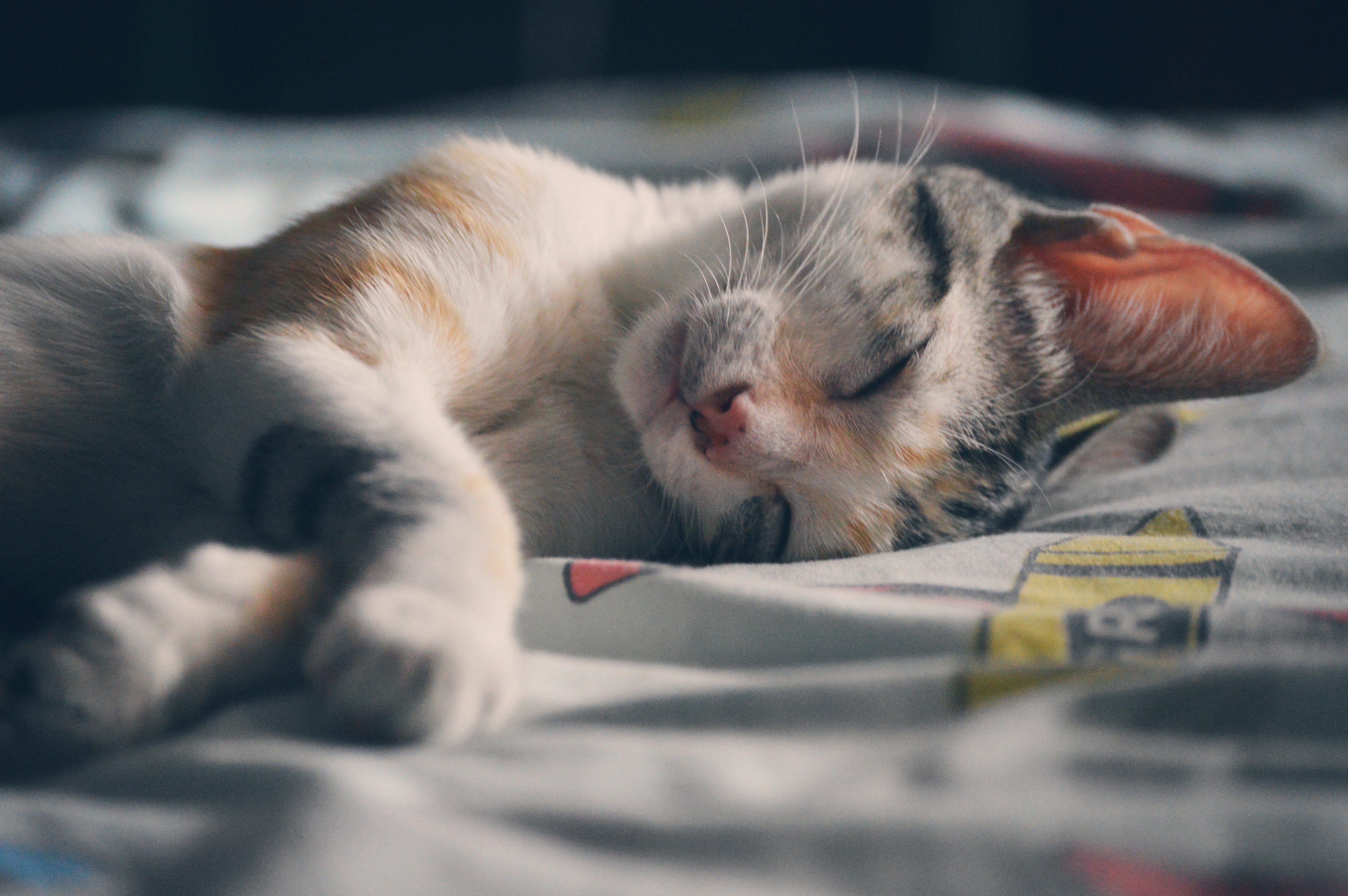 Kattenvoer